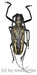Batocera lineolata ( 45 – 49 ) A2