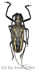 Batocera lineolata ( 40 – 44 )