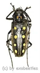 Batocera parryi ( 45 – 49 )