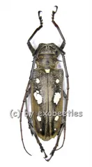 Batocera rubus ssp.magica ( 50 – 54 )