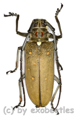 Batocera rufomaculata ( 45 – 49 ) A1-