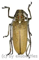 Batocera rufomaculata ( 40 – 44 )