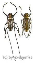 Batocera wallacei wallacei ( M 65 – 69 )