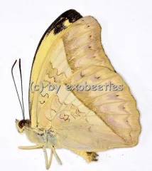 Bebearia oxione