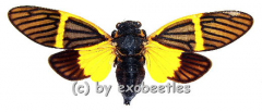 Becquartina electa ( Spread )