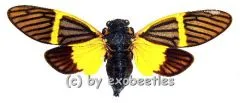 Becquartina electa ( Spread )