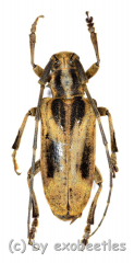 Blepephaeus succinctor succinctor ( 20 - 24 )