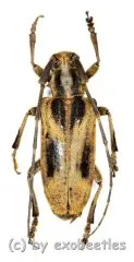 Blepephaeus succinctor succinctor ( 25 - 29 )