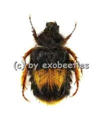 Bombodes ursus ( 10 – 14 )