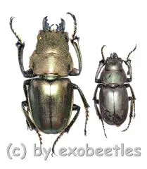 Calcodes aeratus ( M 25 – 29 )