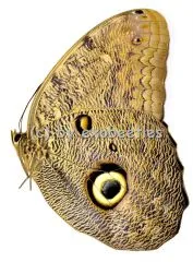 Caligo eurilochus livius