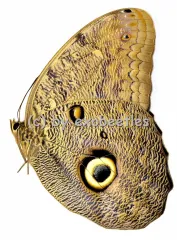 Caligo eurilochus livius