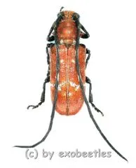 Callimation venustum ( M 15 – 19 ) A2