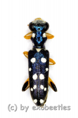 Callimerus dulcis ( 5 – 14 )