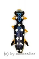 Callimerus dulcis ( 5 – 14 )