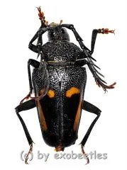 Calocomus desmaresti desmaresti ( 25 – 29 )