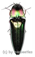 Campsosternus latiusculus ( 25 – 34 )