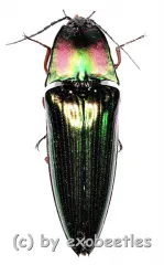 Campsosternus latiusculus ( 25 – 34 )