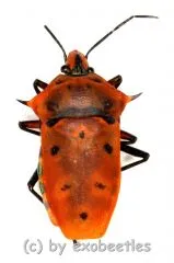 25 x Cantao ocellatus A2