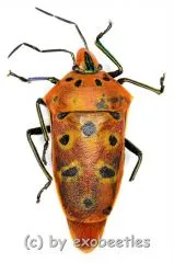 5 x Cantao ocellatus A2