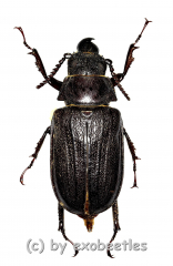 Cantharocnemis spec. ( 50 – 54 ) A2