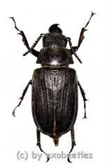 Cantharocnemis spec. ( 50 – 54 ) A2