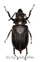 Cantharocnemis spec. ( 50 – 54 ) A2