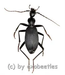 Carabidae spec. #25 ( 20 – 24 ) A2
