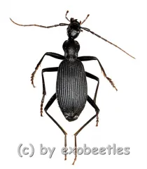 Carabidae spec. #25 ( 20 – 24 )