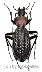 Carabus ( Apotomopterus ) arrowi hector