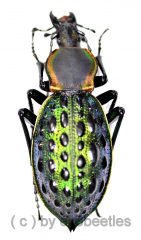 Carabus ( Coptolabrus ) augustus augustus ( 35 – 39 )