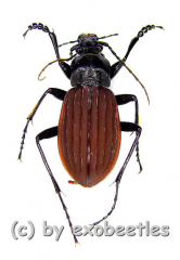 Carabus ( Aulonocarabus ) canaliculatus jankowskiellus ( 30 - 34 )