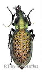 Carabus ( Coptolabrus ) formosus ( var.2 ) ( 30 – 34 )