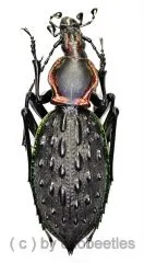 Carabus ( Coptolabrus ) ignimetalla angulicollis ( 45 – 49 )