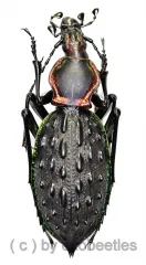 Carabus ( Coptolabrus ) ignimetalla angulicollis ( 40 – 44 )