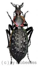 Carabus ( Coptolabrus ) ignimitella augusticollis ( 45 – 49 )