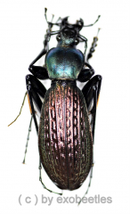 Carabus ( Apotomopterus ) yuae arlequinus ( 30 – 34 )
