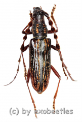 Carinolesthes pericalles ( 20 – 24 )