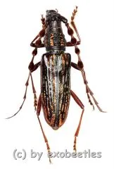 Carinolesthes pericalles ( 20 – 24 )