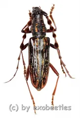 Carinolesthes pericalles ( 20 – 24 )