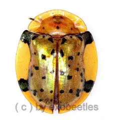 Cassidinae spec. #2 ( 10 – 14 )
