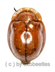 Cassidinae spec. #3 ( 10 – 14 )