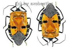 Catacanthus incarnatus