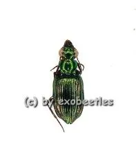 Catascopus spec. ( 5 - 9 )
