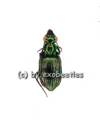 Catascopus spec. ( 5 - 9 )