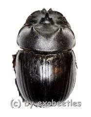 Catharsius spec. #2 ( 15 – 24 )