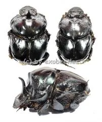 Catharsius spec. ( 15 - 24 )