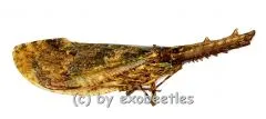 Cathedra serrata