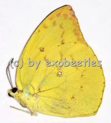 Catopsilia pomona A2