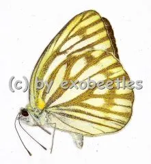 Cepora nerissa A2